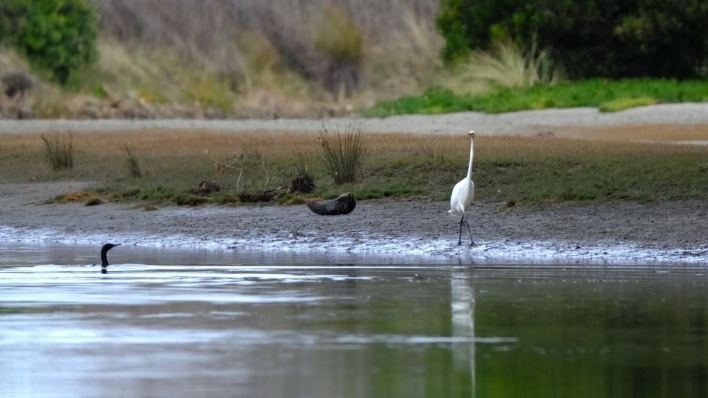 Black shag in the river looks at the heron on the bank. 