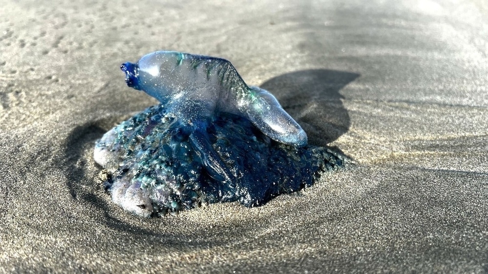 Large transparent bluebottle.