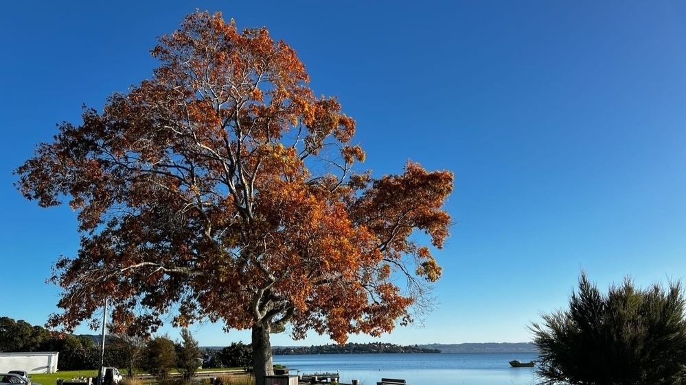 In Rotorua  a tree in golden autumn colours beside the lake.