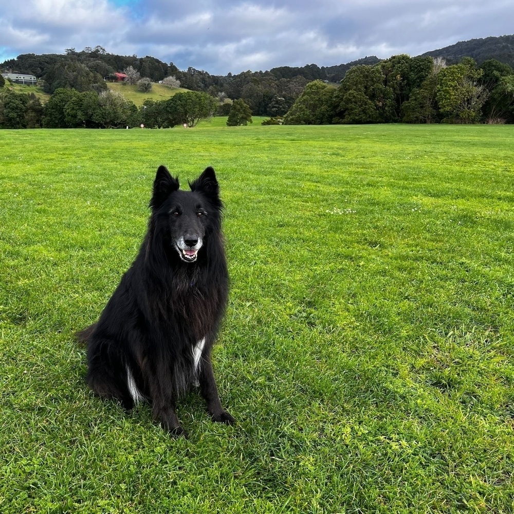 Large black dog on a large grass area with trees behind. 