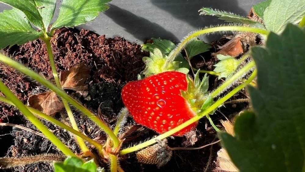 Ripe strawberry on a plant, with dark soil beneath. 