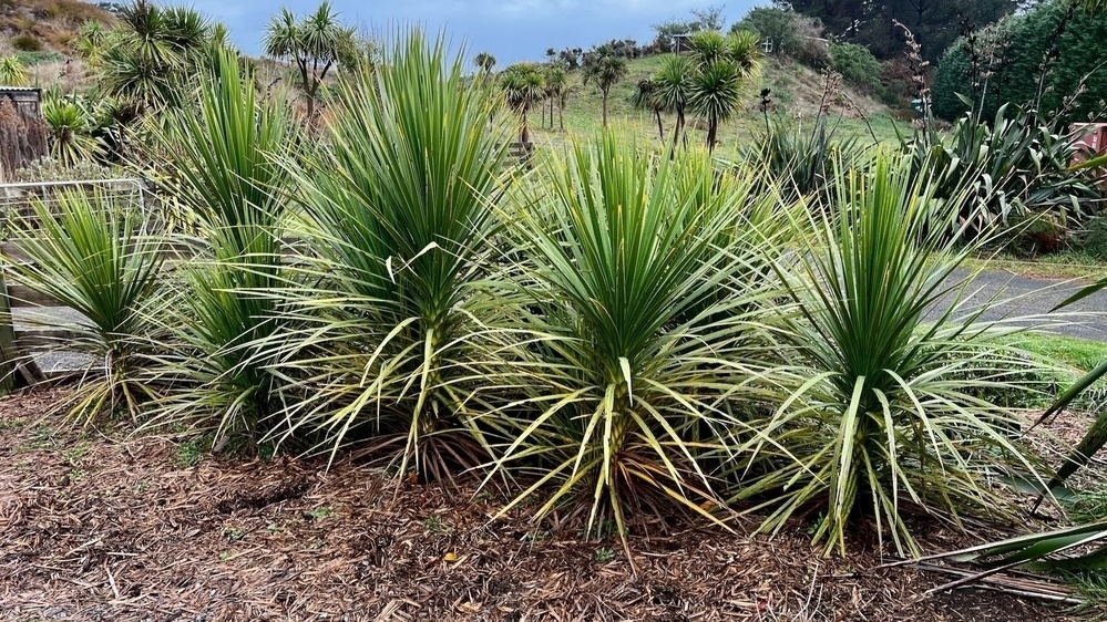 Seven healthy cabbage trees, about 1.5 to 2 metres high. 