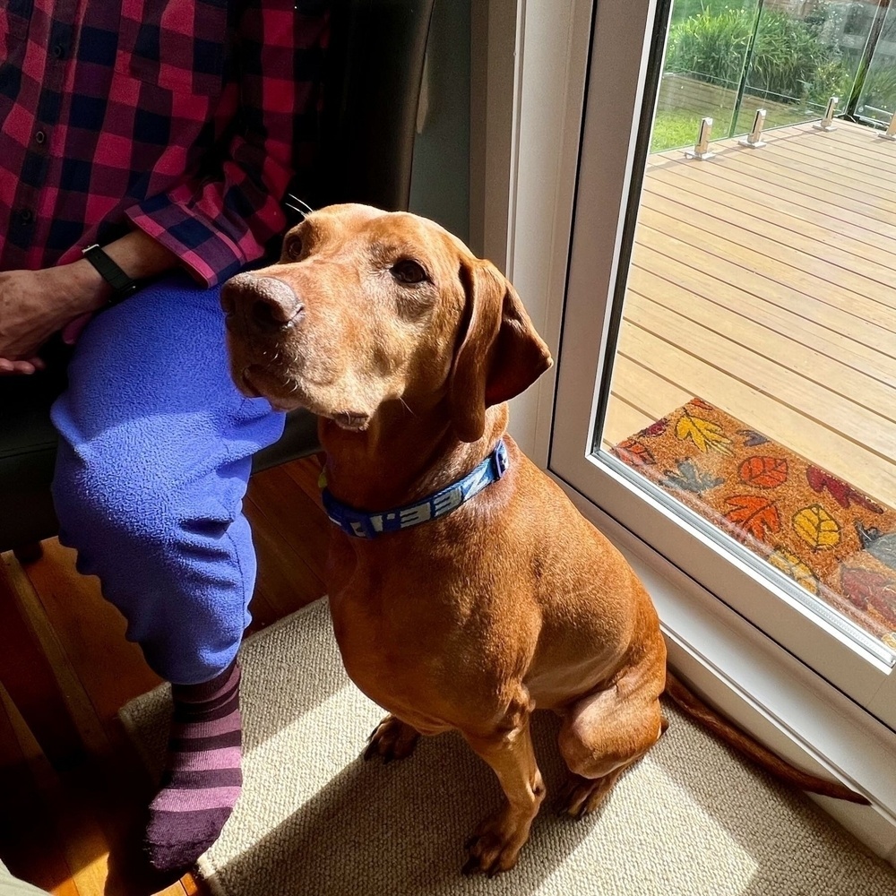 A mid-size sleek brown dog waits at attention near the dinner table.