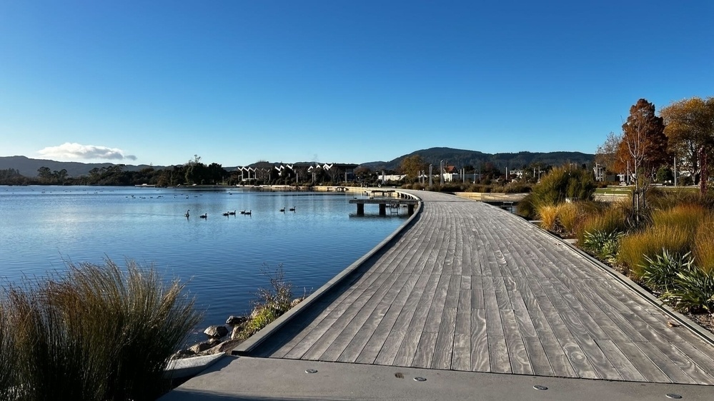 A wooden walkway over the lake, with geese and swans visible, native plants, blue sky. 