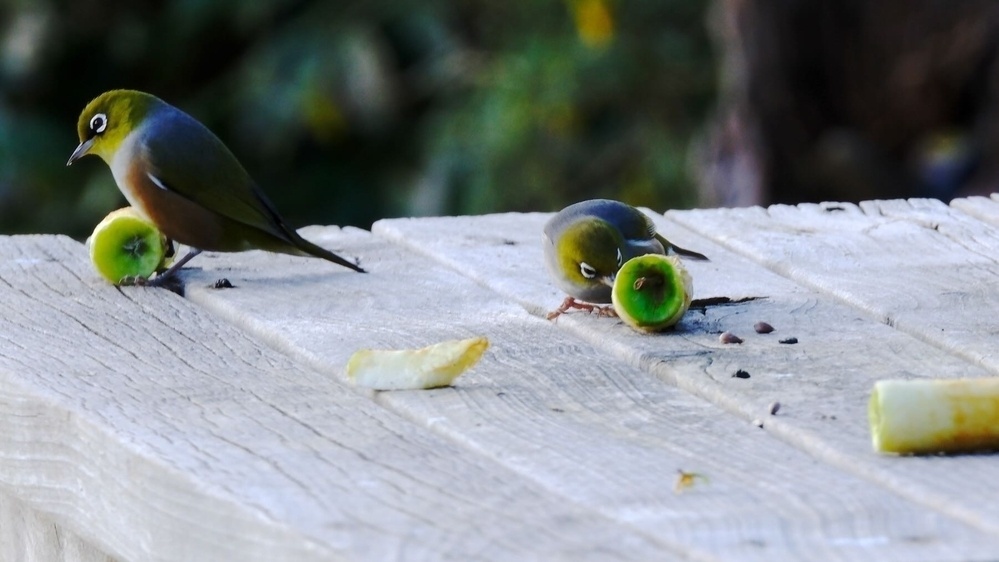 Small birds on the picnic table eating apple cores.