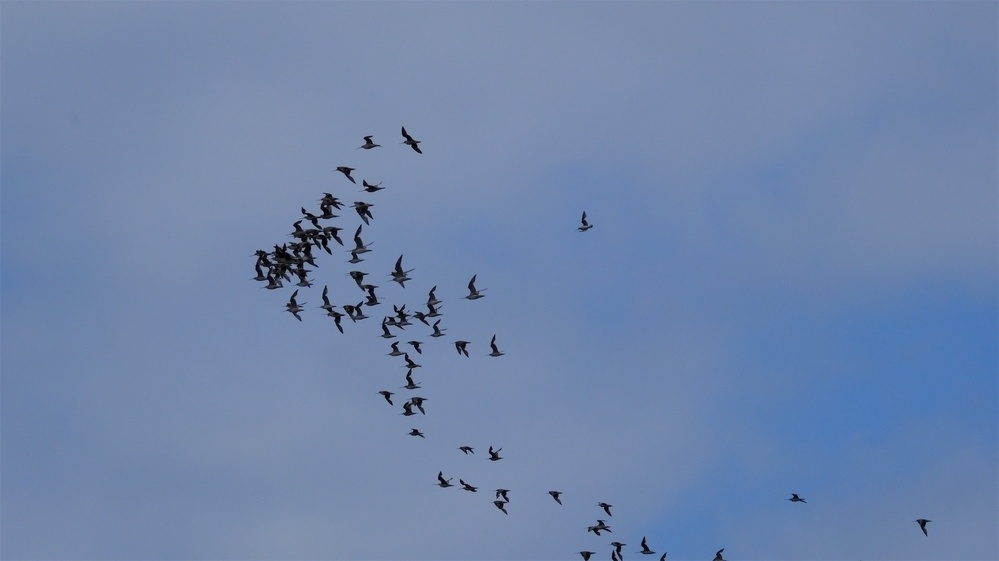 A flock of birds bunched up as they fly. 