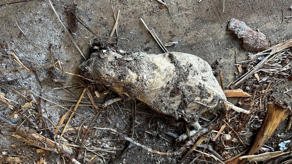 Mummified rat.