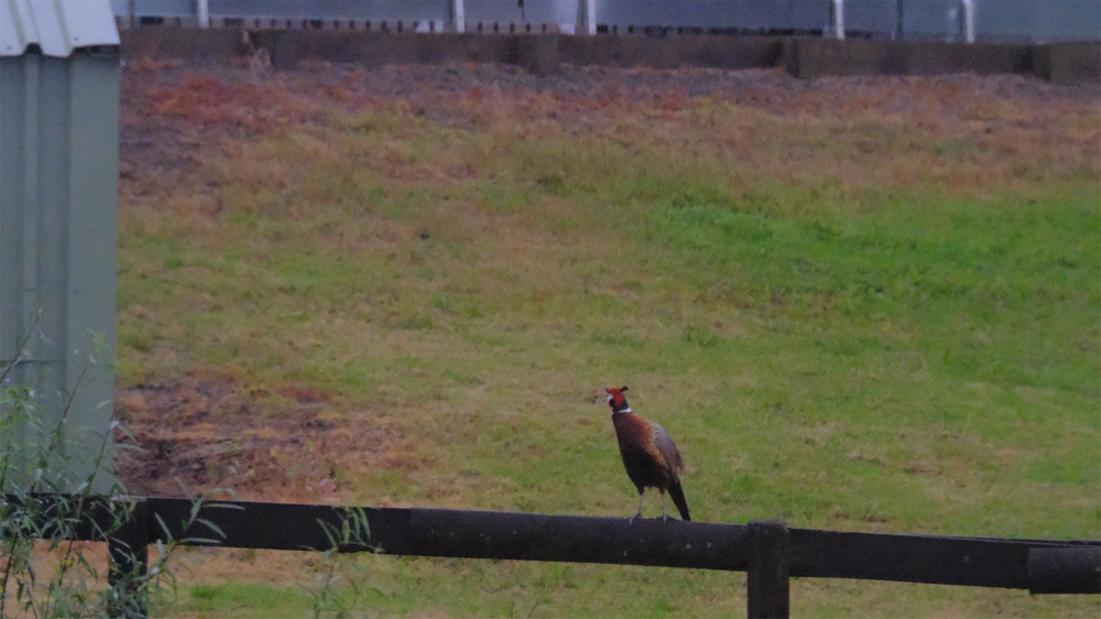 Pheasant on a railing with grass behind. 