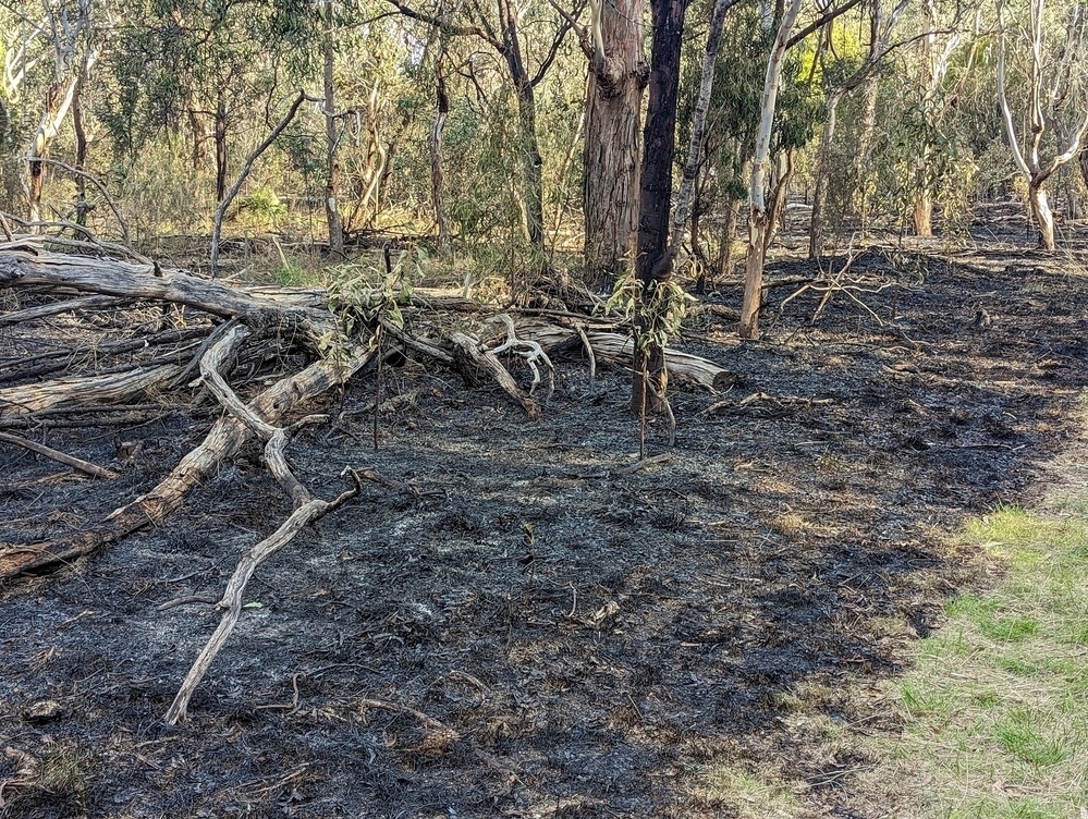 Bush with burnt undergrowth