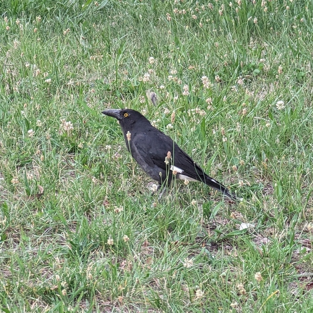 Currawong in profile standing on grass 