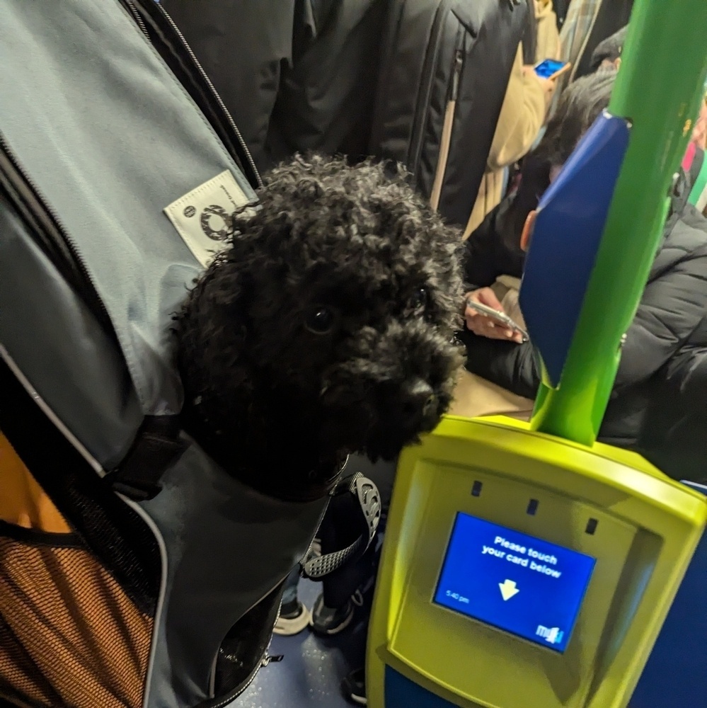 A black schnauzer travelling in a backpack on a crowded tram. A Myki reader is to the right of the frame.