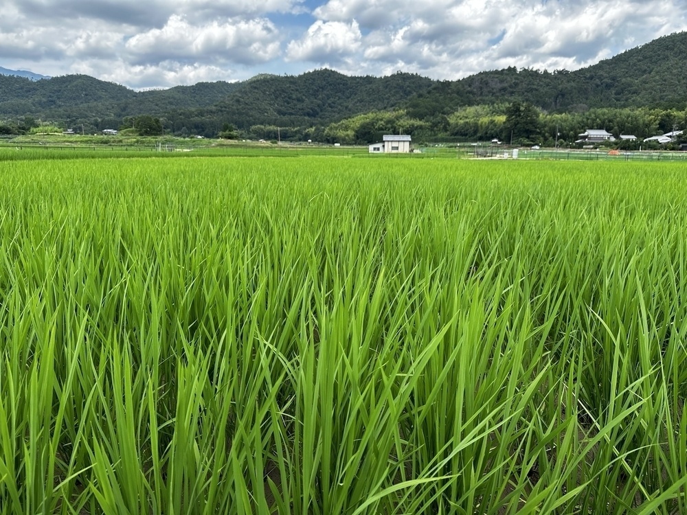 Rice fields in Kyoto