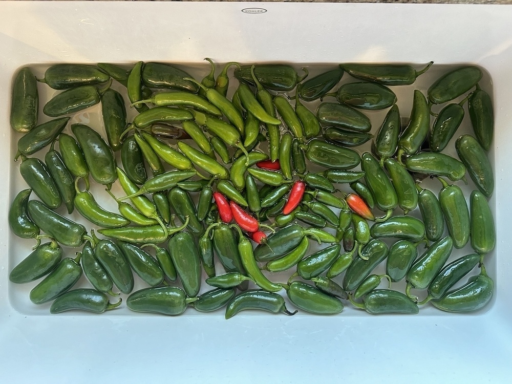 A white deep sink filled with floating green and red jalapeños. 