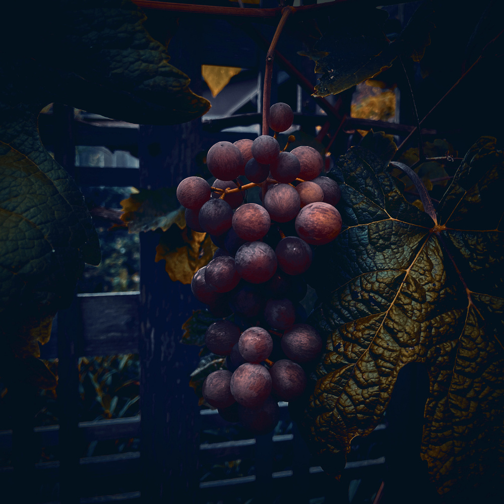 heavily filtered photo of a bunch of red grapes hanging on a vine on a wooden trellis - the filter is dark, intensifying the reds and greens  