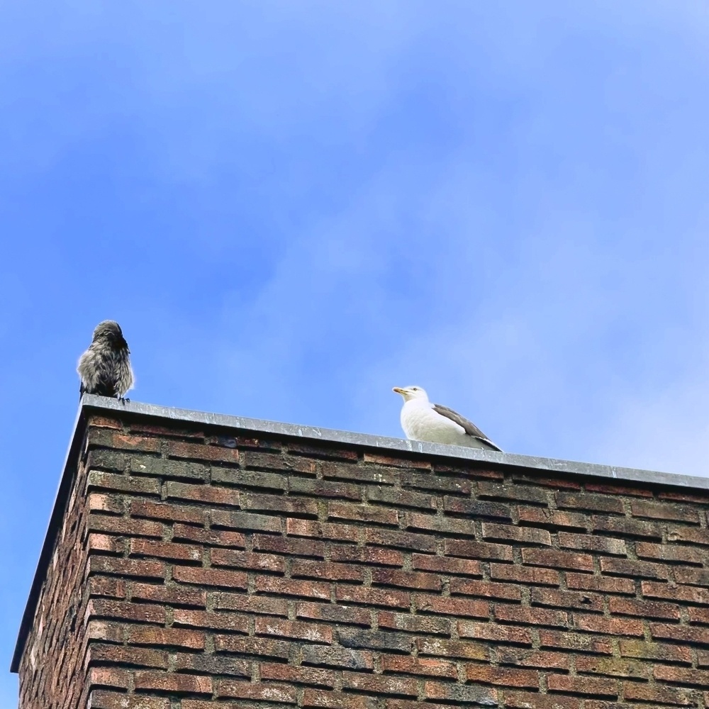 Two birds are perched on the edge of a brick roof against a backdrop of a clear blue sky.