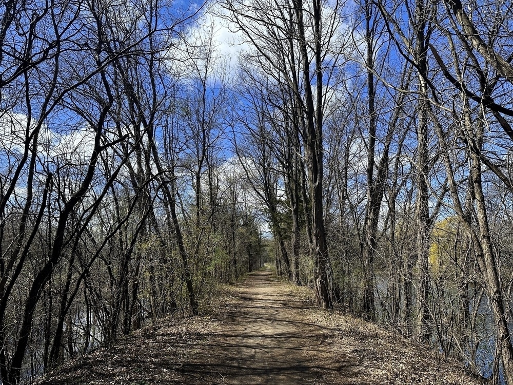 A dirt path winds through a forest with leafless trees under a clear blue sky.