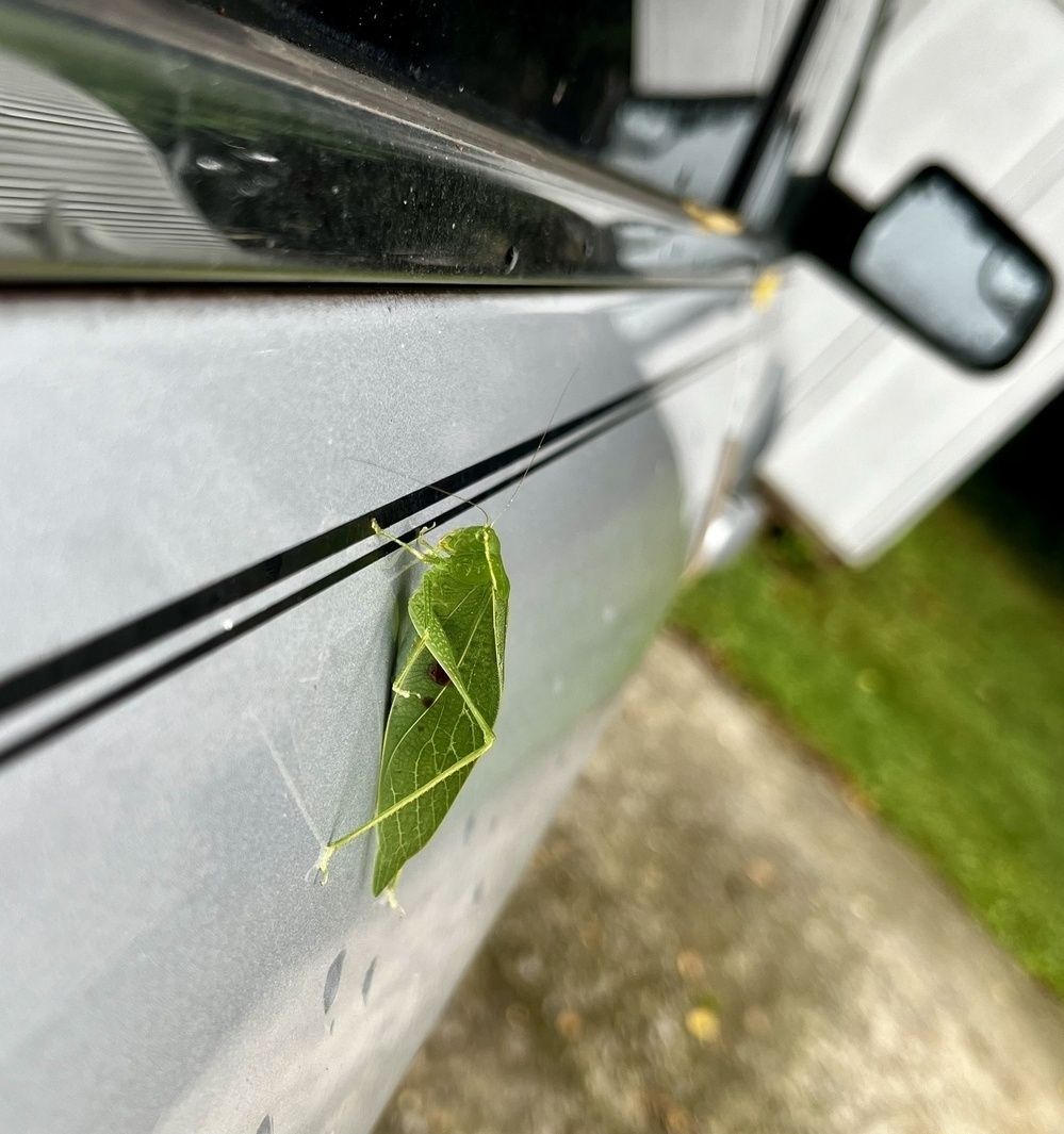 A green leaf-like insect clings to the side of a silver car near the rearview mirror, with a lawn and driveway in the background.