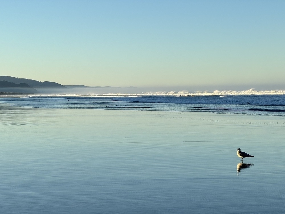 Seagull contemplates a sunny beach, looking south to the jetty and mountains.