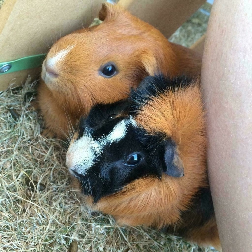 one orange guinea pig, one calico, looking apprehensive