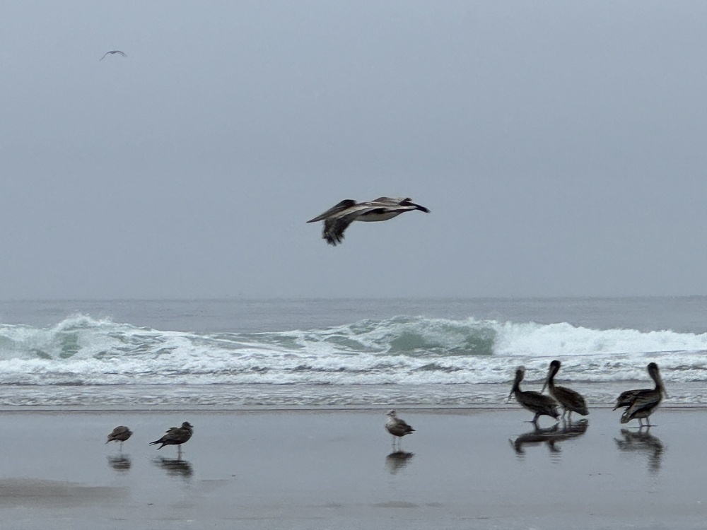 Three seagulls, four pelicans with one gliding overhead, waves in background. 