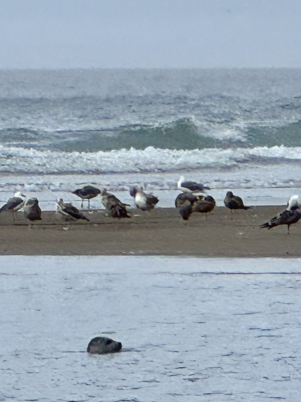 Otter head peeking out of the water near the sand bar and birds. 