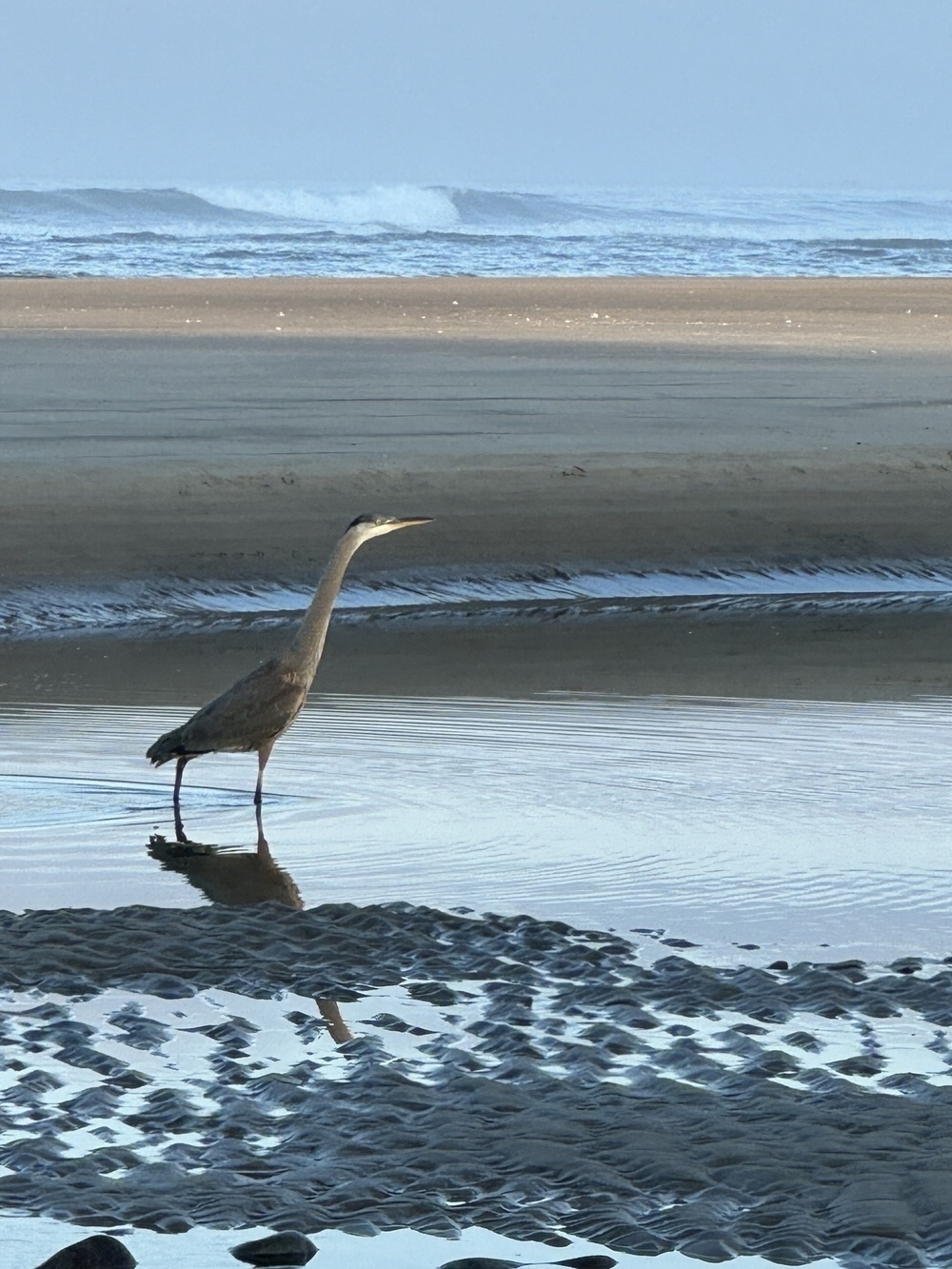 Immature heron on the beach at low tide, wave in the distance 