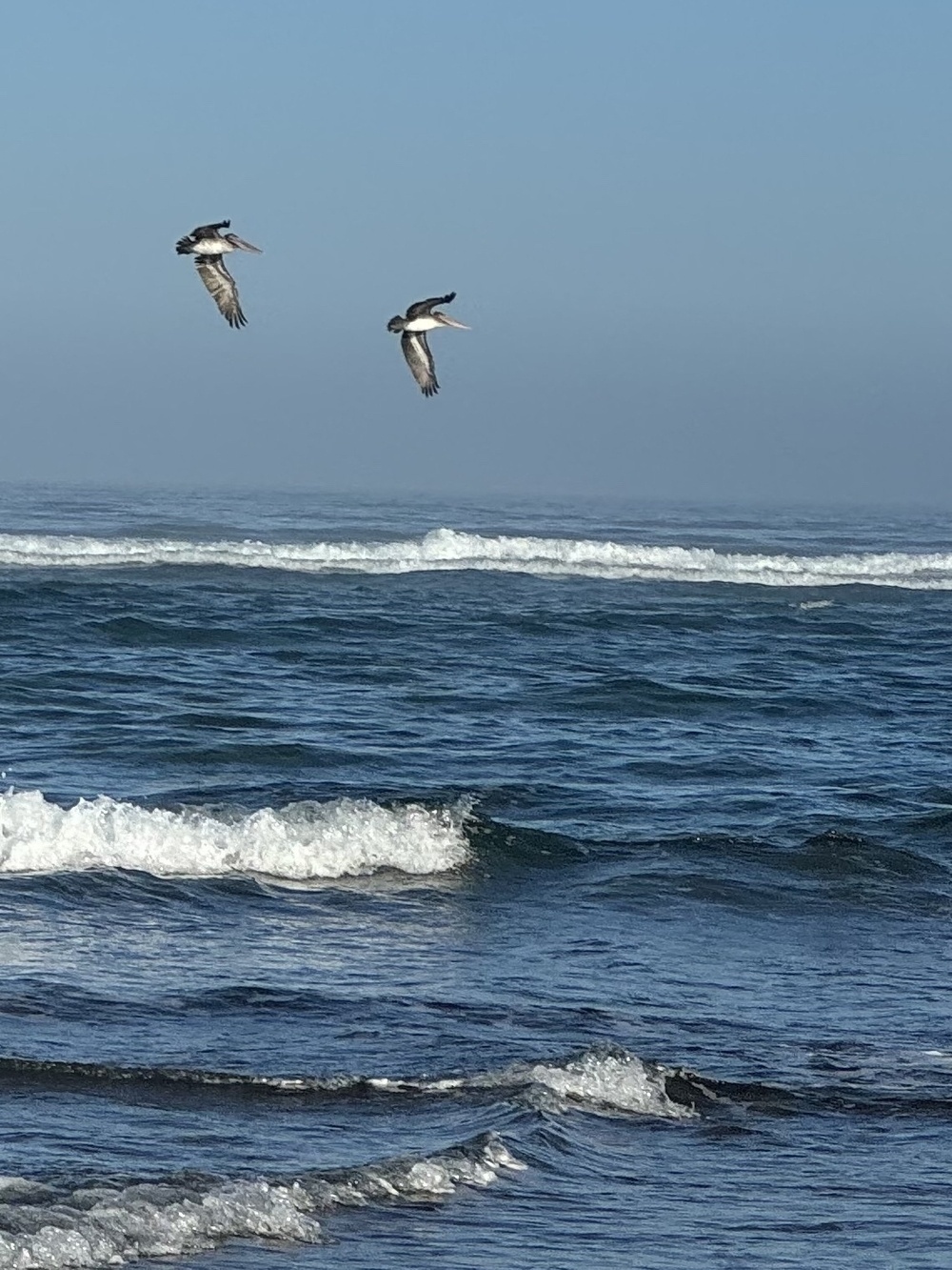 Two pelicans in flight over the waves. 
