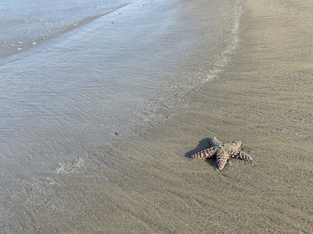 Purple starfish on the sand.