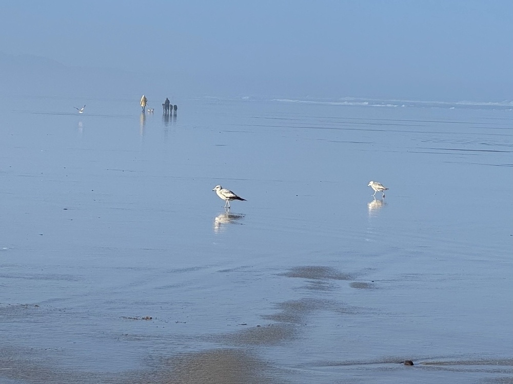 misty beach in morning light with two gulls in the foreground