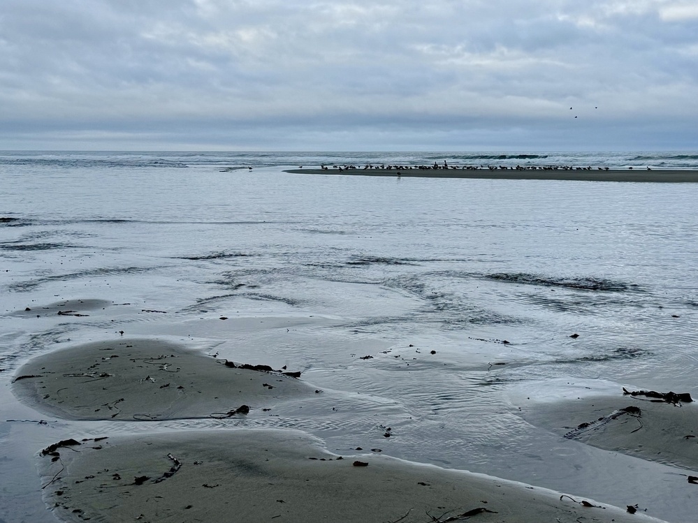 Sand bar with lots of birds in the early cloudy morning. 