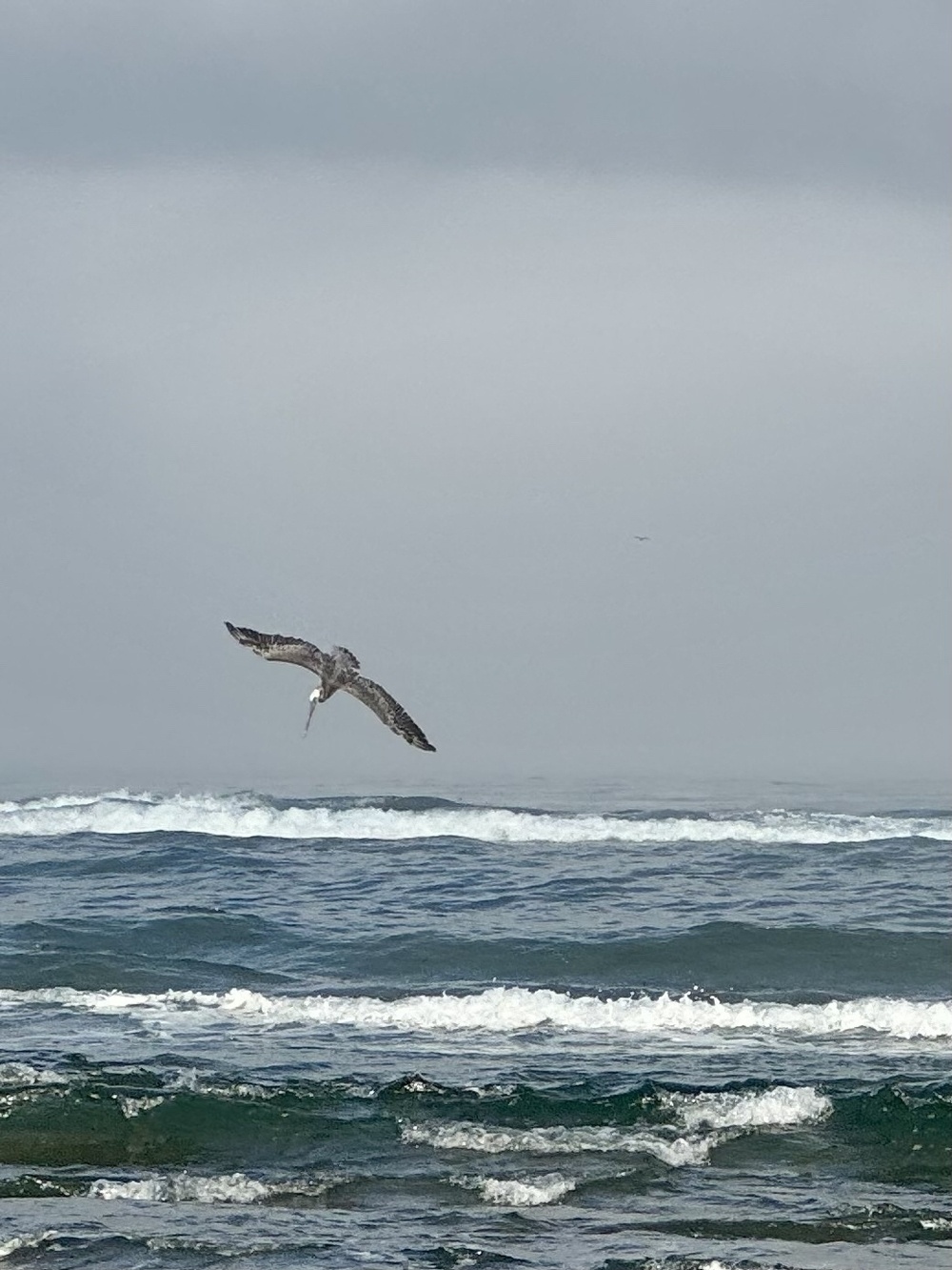Pelican diving into the waves. 