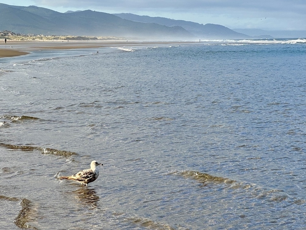 Seagull in the low waves looking at the ocean, mountains in the background 