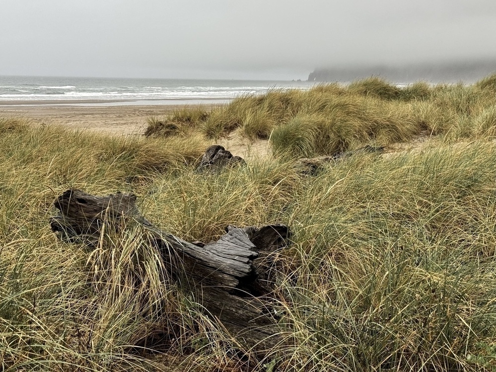 Coast landscape, only the bottom portion of the mountain is visble, foreground is dunes and beach grass.