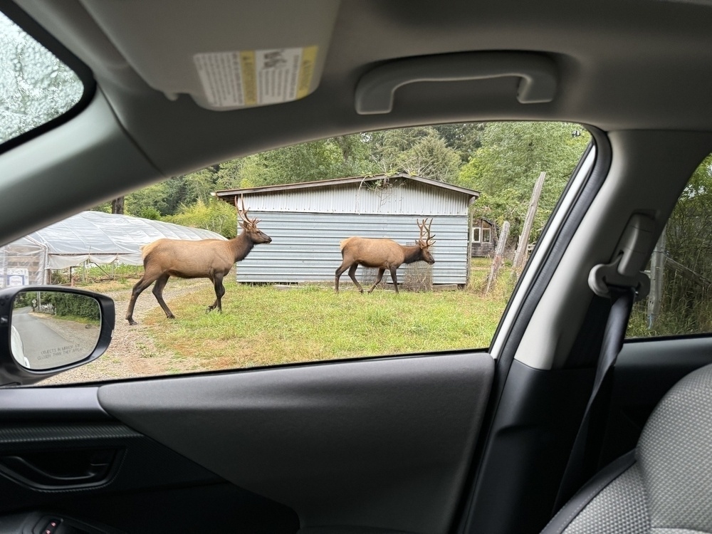 Two elk walking by a shed, seen through the car window 