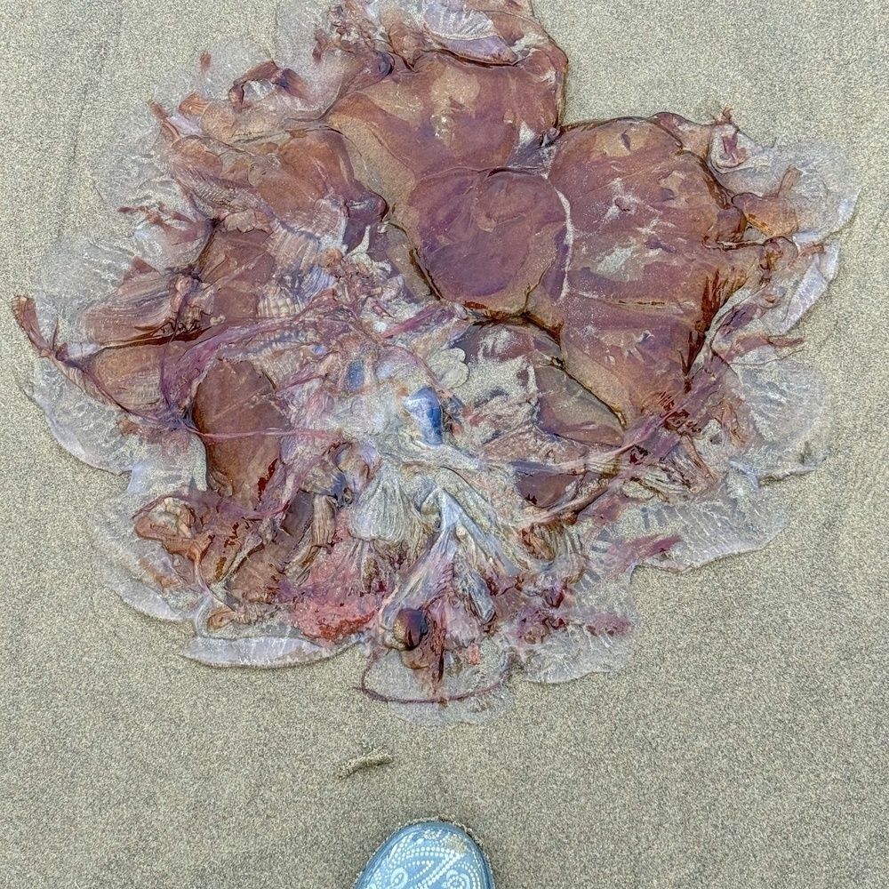 Red irregular layered jelly, with boot tip for size comparison. 