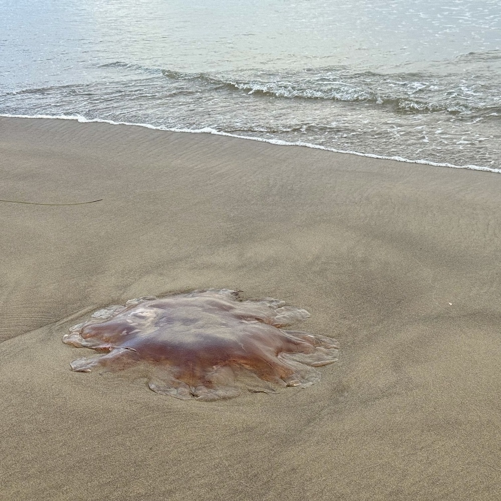 Lion’s mane jelly on the beach with wave.