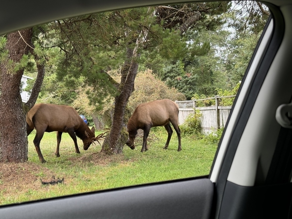 Two elks lock horns next to a tree. 