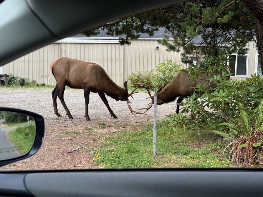 The elk’s locked horns form a circle.