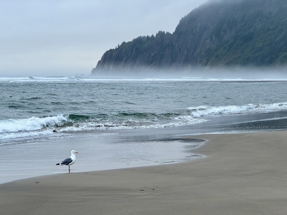 Seagull in the foreground, coastal mountain with mist in the background 