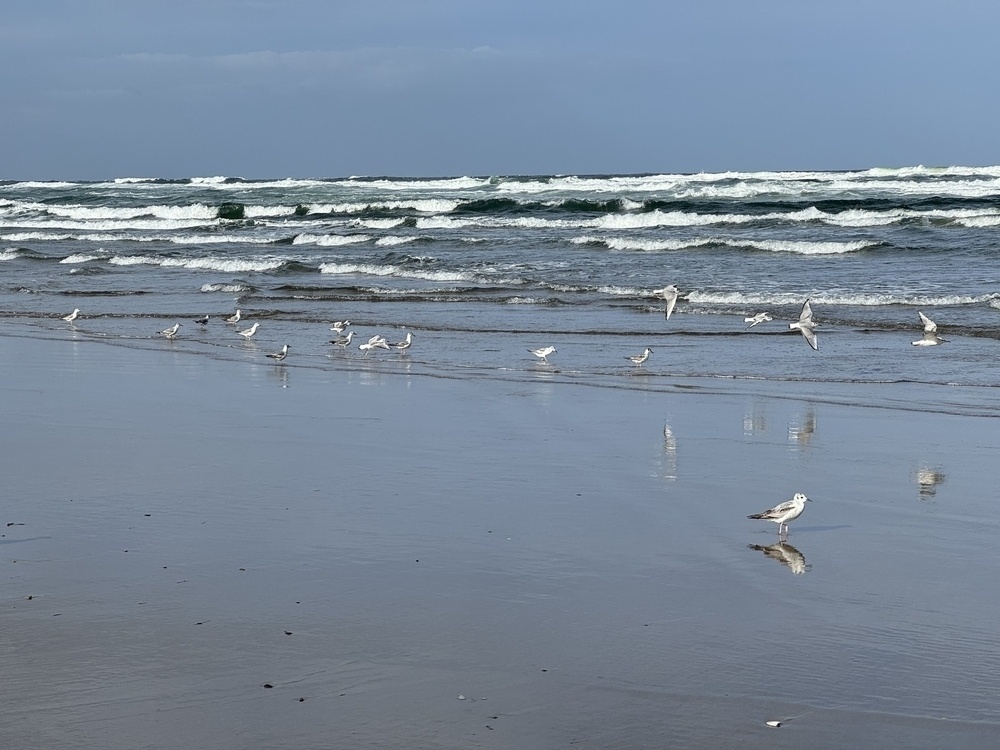 Several white/gray birds in the surf