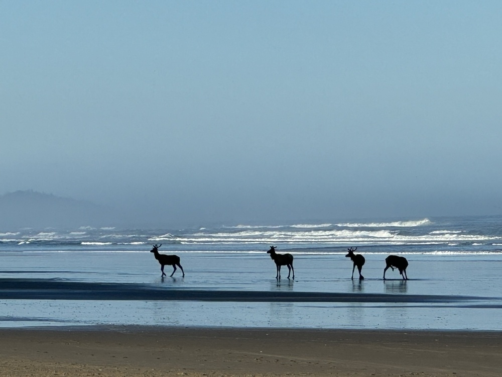 Four elk on the beach, sand in foreground, ocean and waves in background