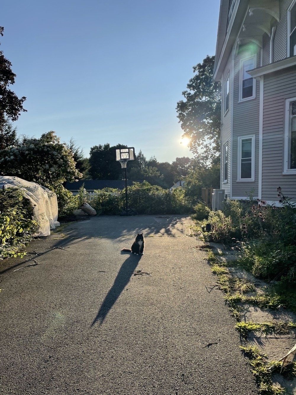 Cat in a driveway at sunset