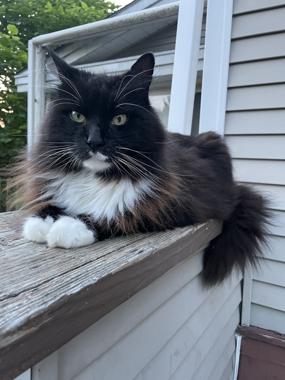 A black and white cat sitting on a railing 