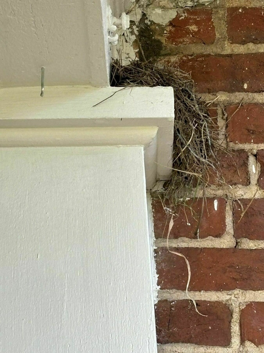 robin's nest