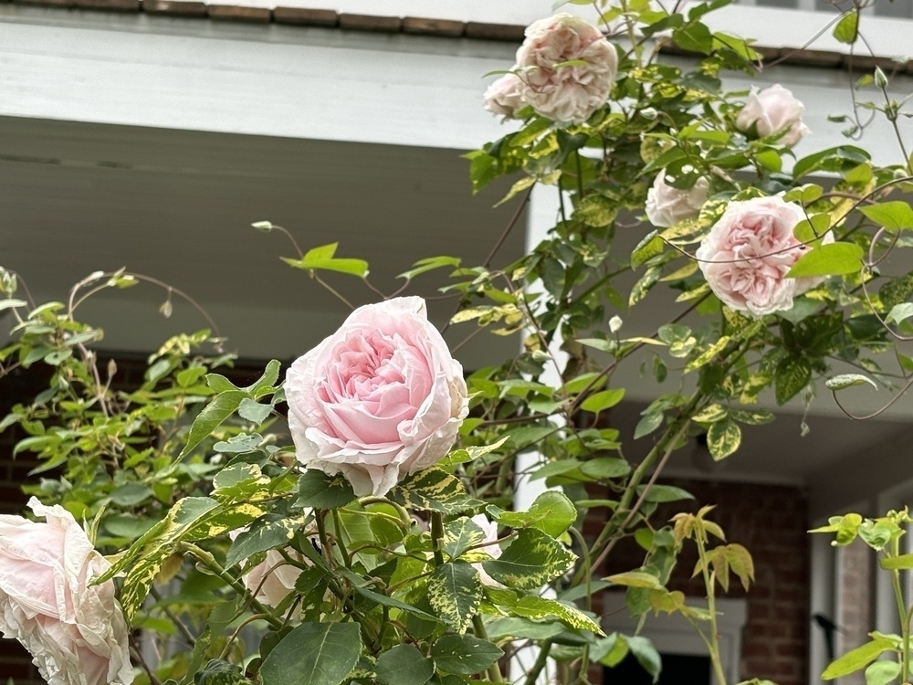 Garden roses in bloom 