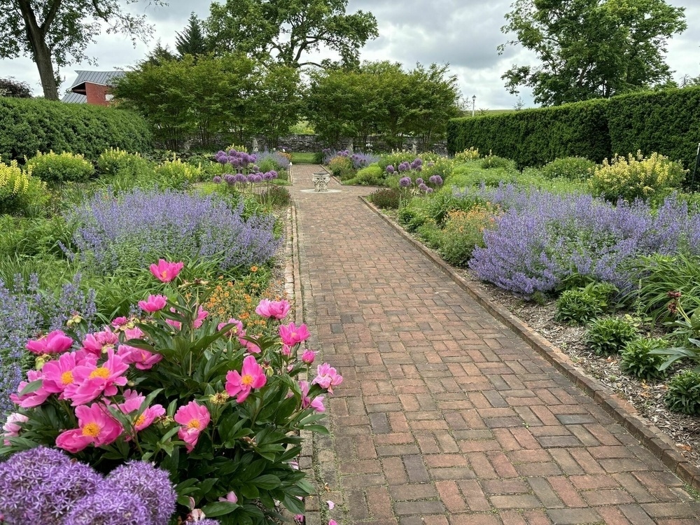 perennial garden, peonies, allium, catmint