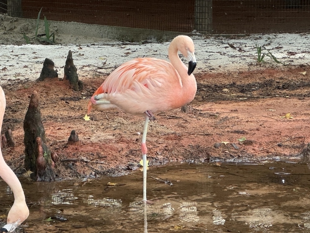 A bright pink Flamingo standing on a single leg. 