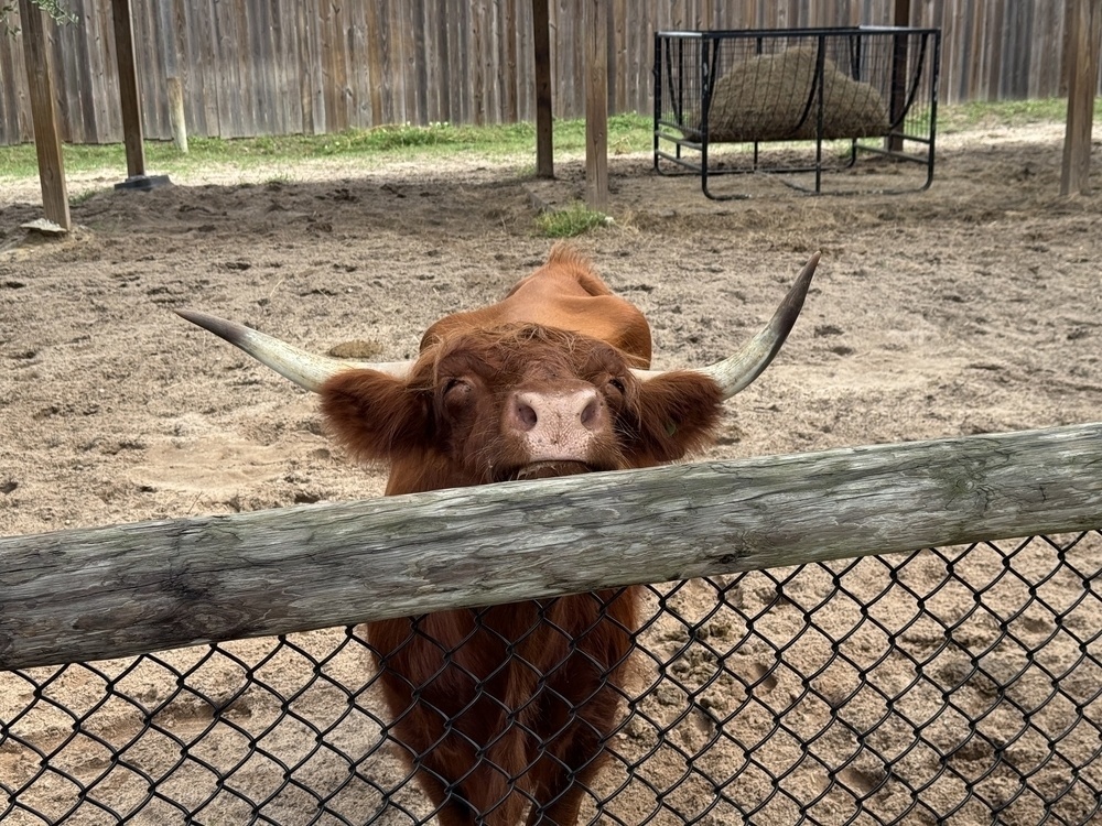 A horned cow of some sort, peaking over the fence hoping I’ll give it food. 