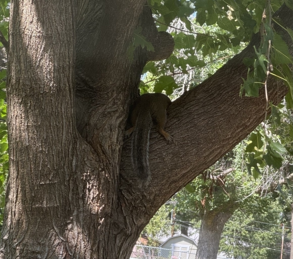 A squirrel draped over a tree branch sleeping. Its feet and tail are hanging freely on one side of the branch, and its head hanging freely on the other. 