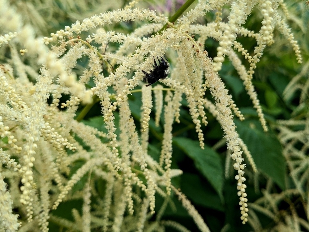 black bee resting, hanging upside down, on goatsbeard flower stem